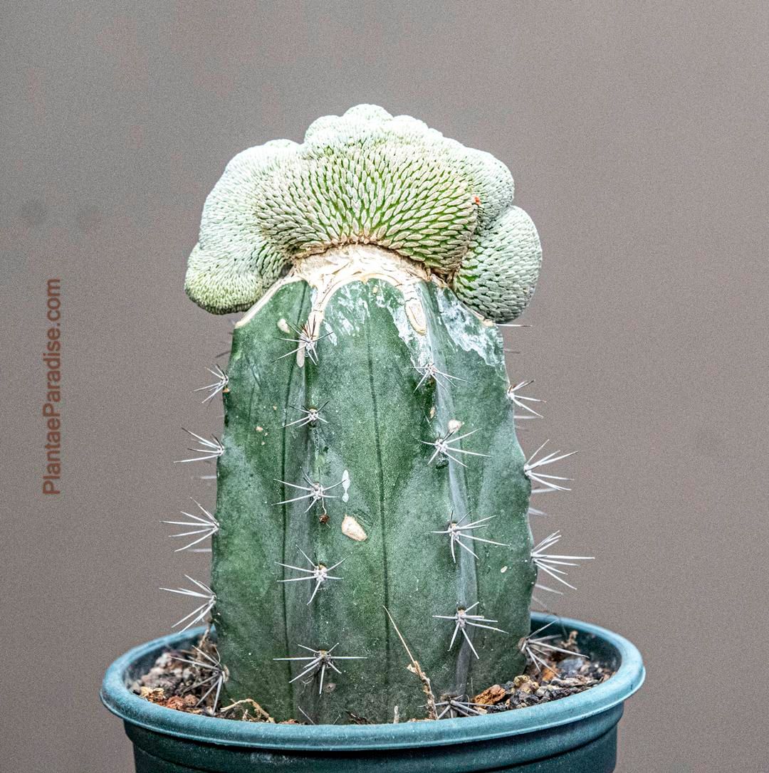 Pelecyphora aselliformis crest