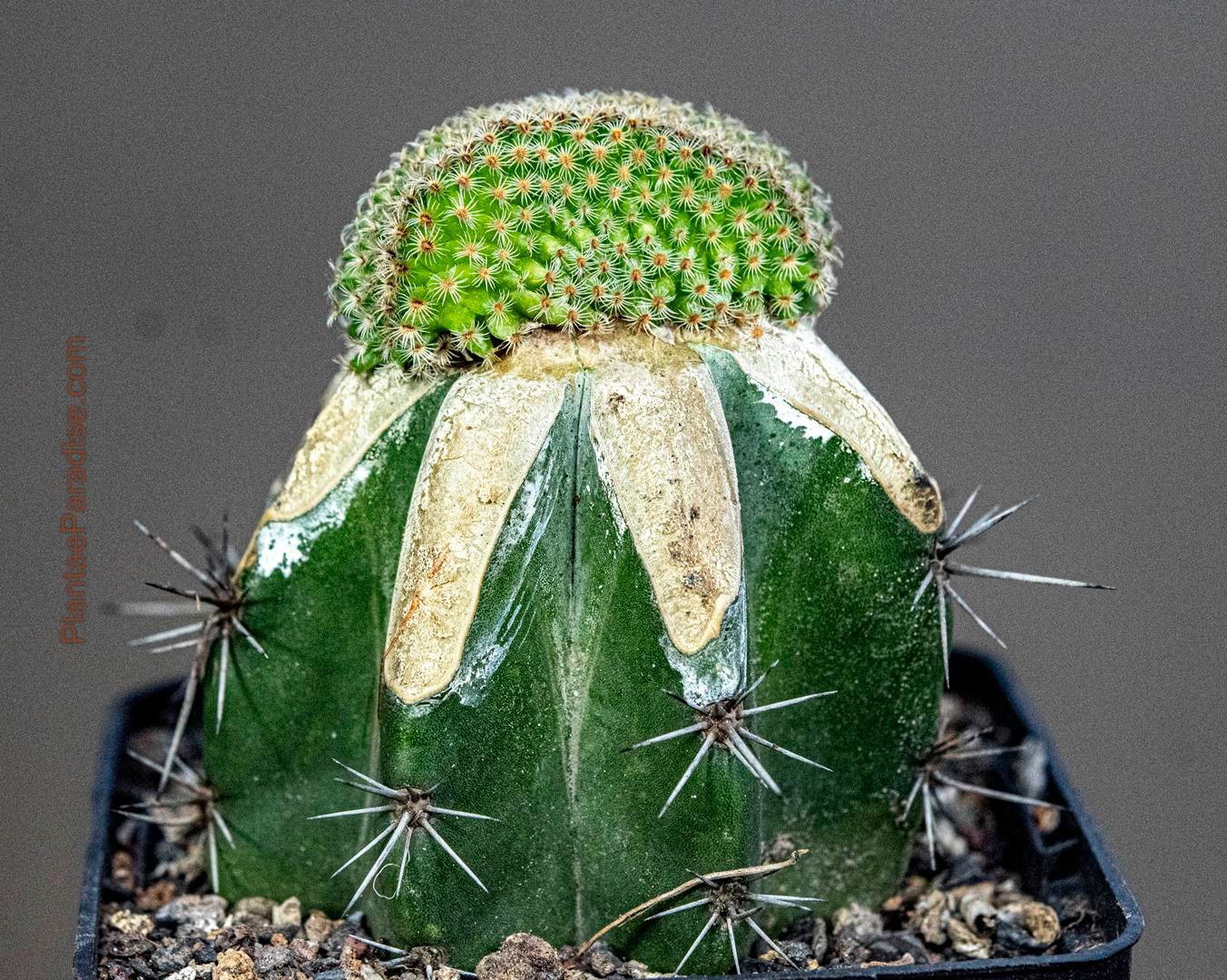 Mammillaria hutzilopochtlii crest