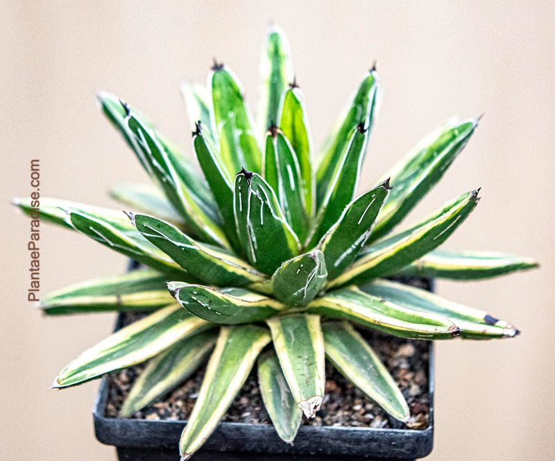 Agave victoria-reginae cv Thunder and Lightening Agave victoria-reginae cv Thunder and Lightening