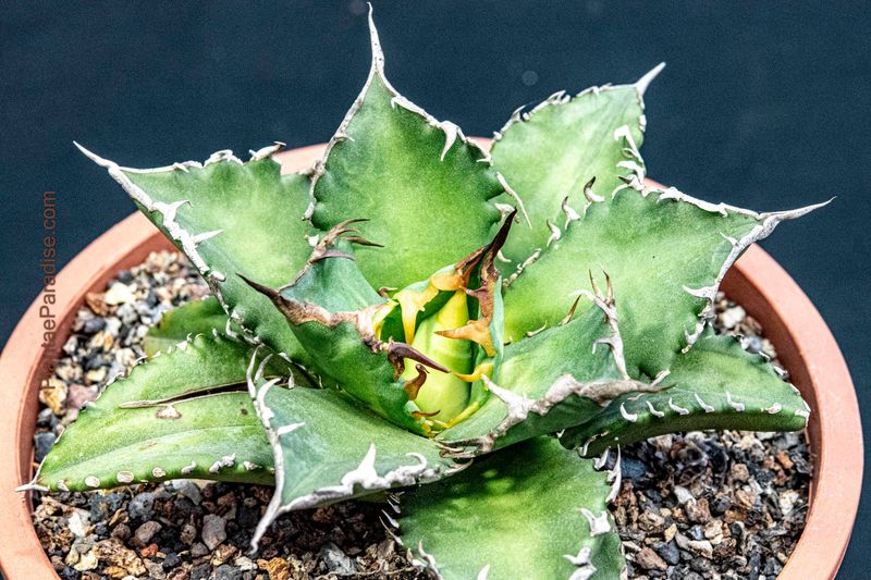 Agave titonata cv 'Solar Eclipse' Agave titonata cv 'Solar Eclipse'