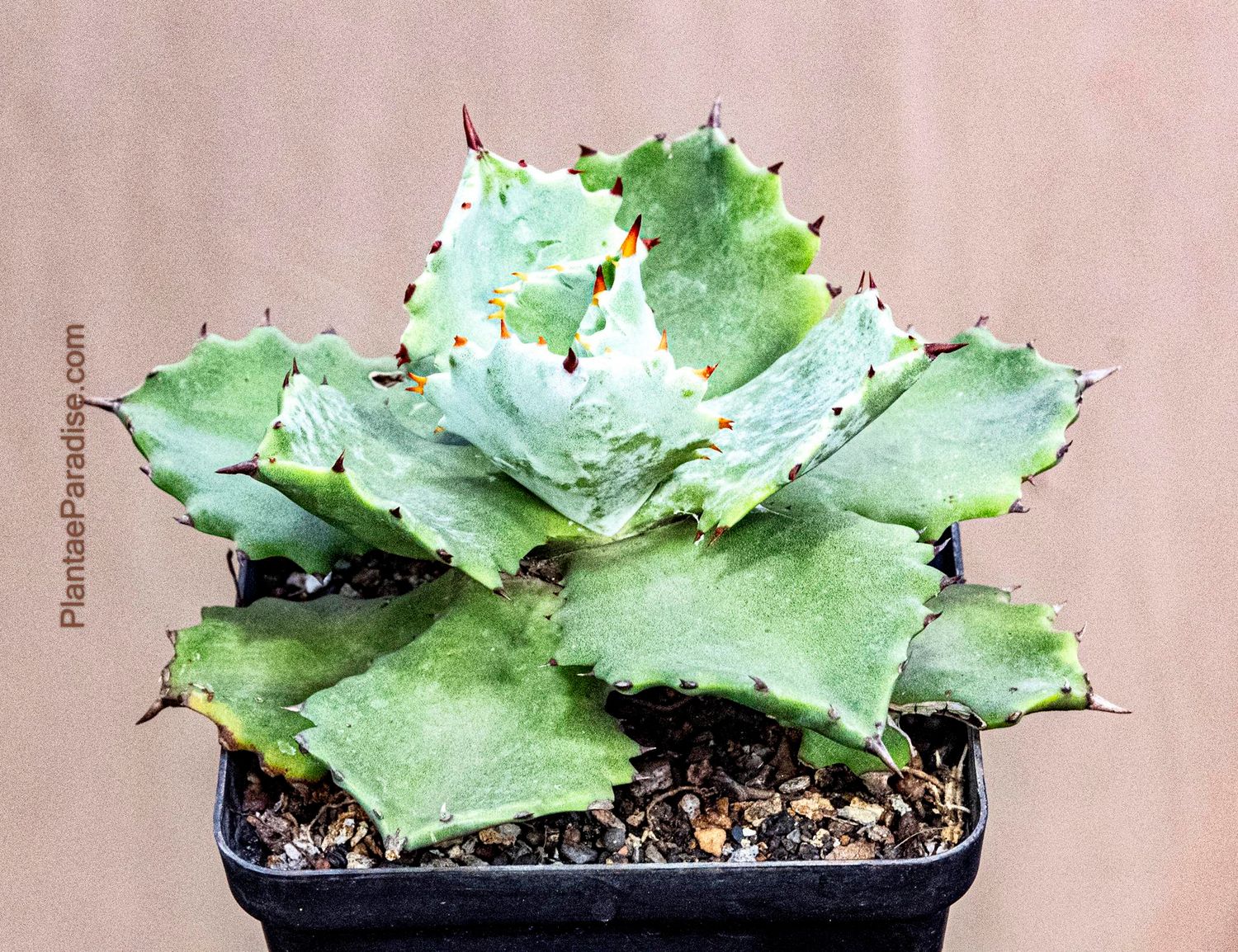 Agave isthmensis kabutogani