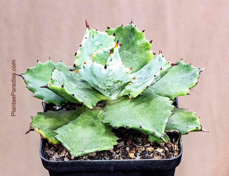 Agave isthmensis kabutogani Agave isthmensis kabutogani