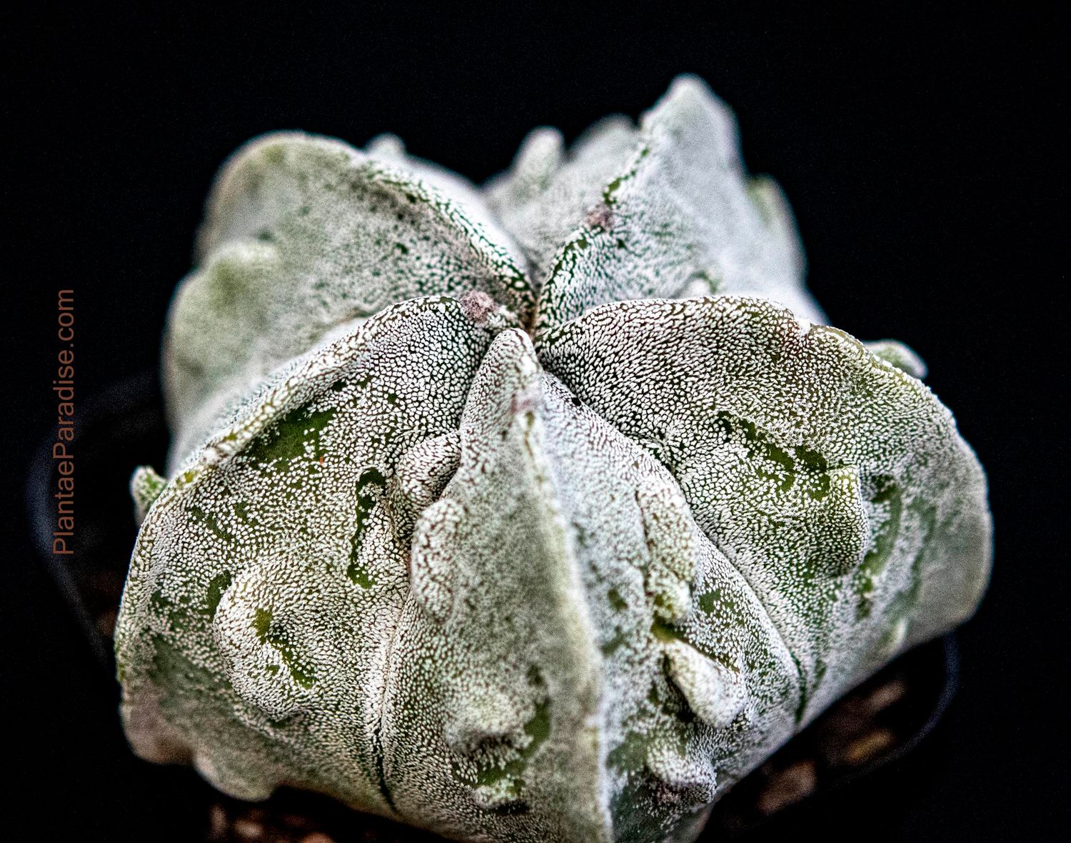 Astrophytum Myriostigma cv FUKURYU- Top View