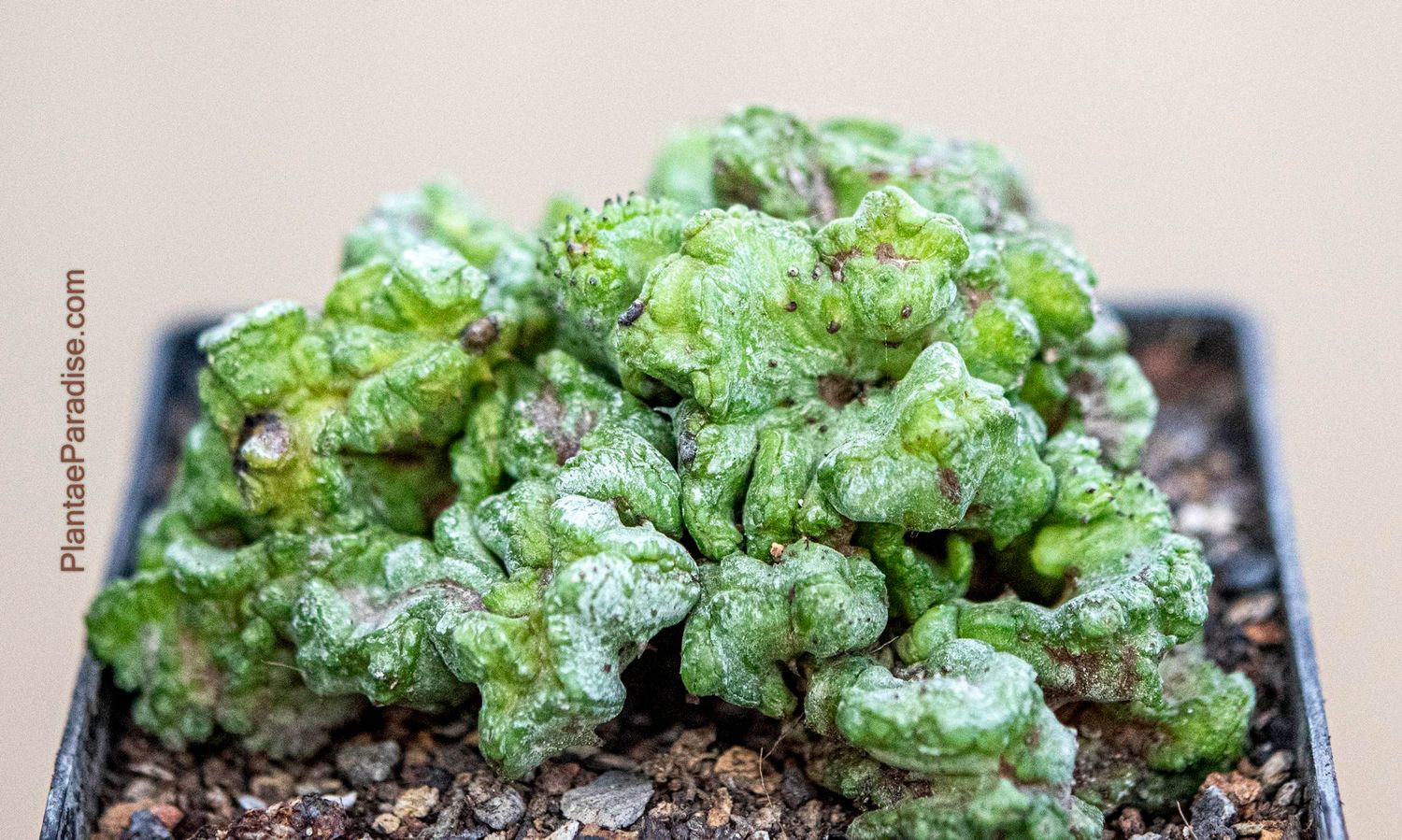 Euphorbia horrida f inermis f crest