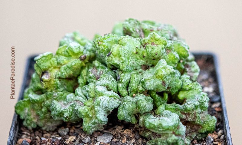 Euphorbia horrida f inermis f crest Euphorbia horrida f inermis f crest