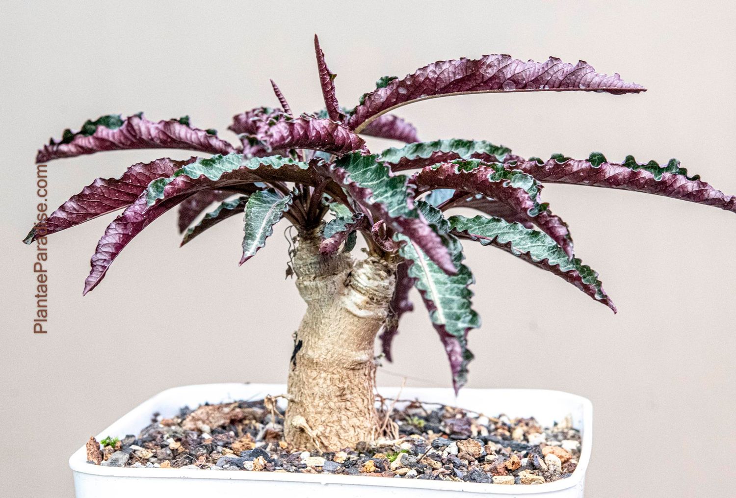 Euphorbia labatii X cremersii Euphorbia labatii X cremersii