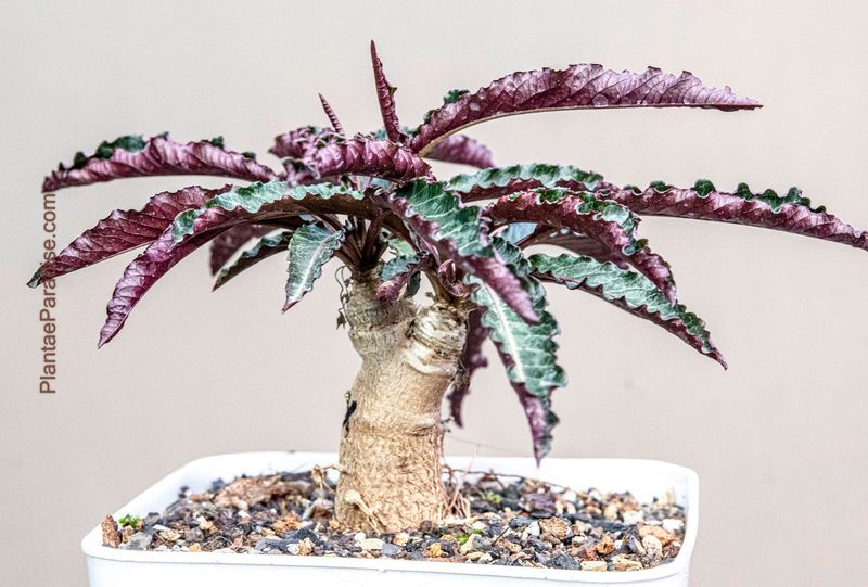 Euphorbia labatii X cremersii Euphorbia labatii X cremersii