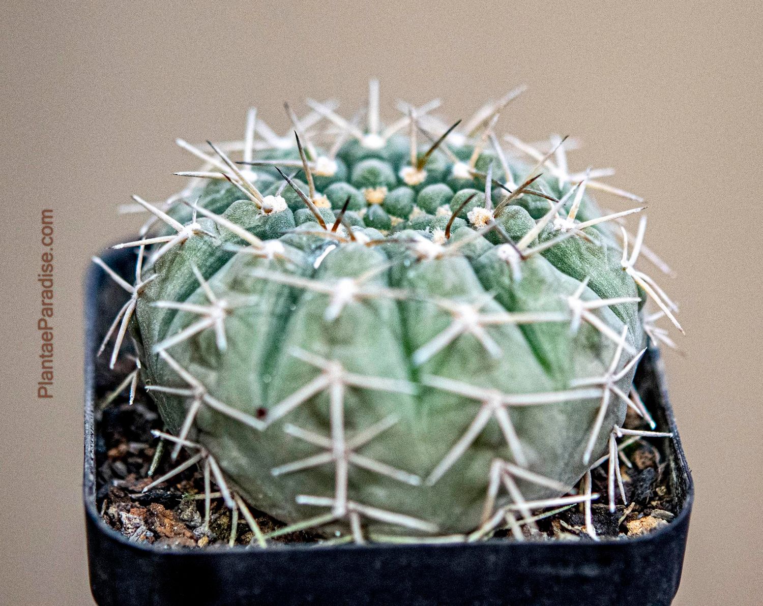 Gymnocalycium Vatteri Erect Spine