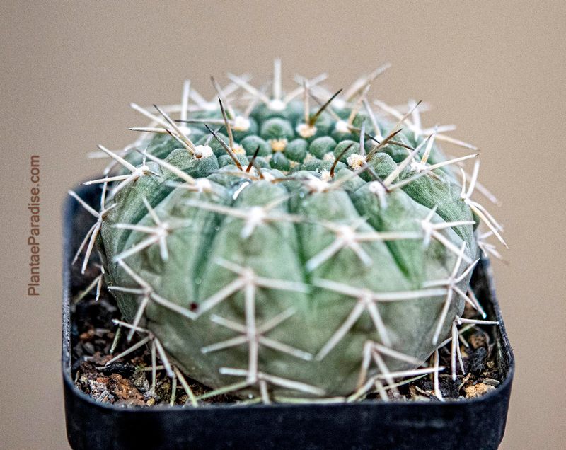 Gymnocalycium Vatteri Erect Spine Gymnocalycium Vatteri Erect Spine