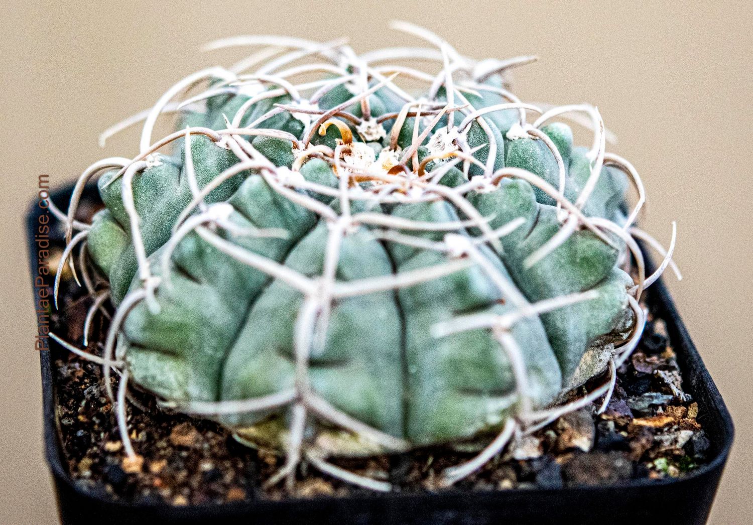 Gymnocalycium vatteri 3 spine