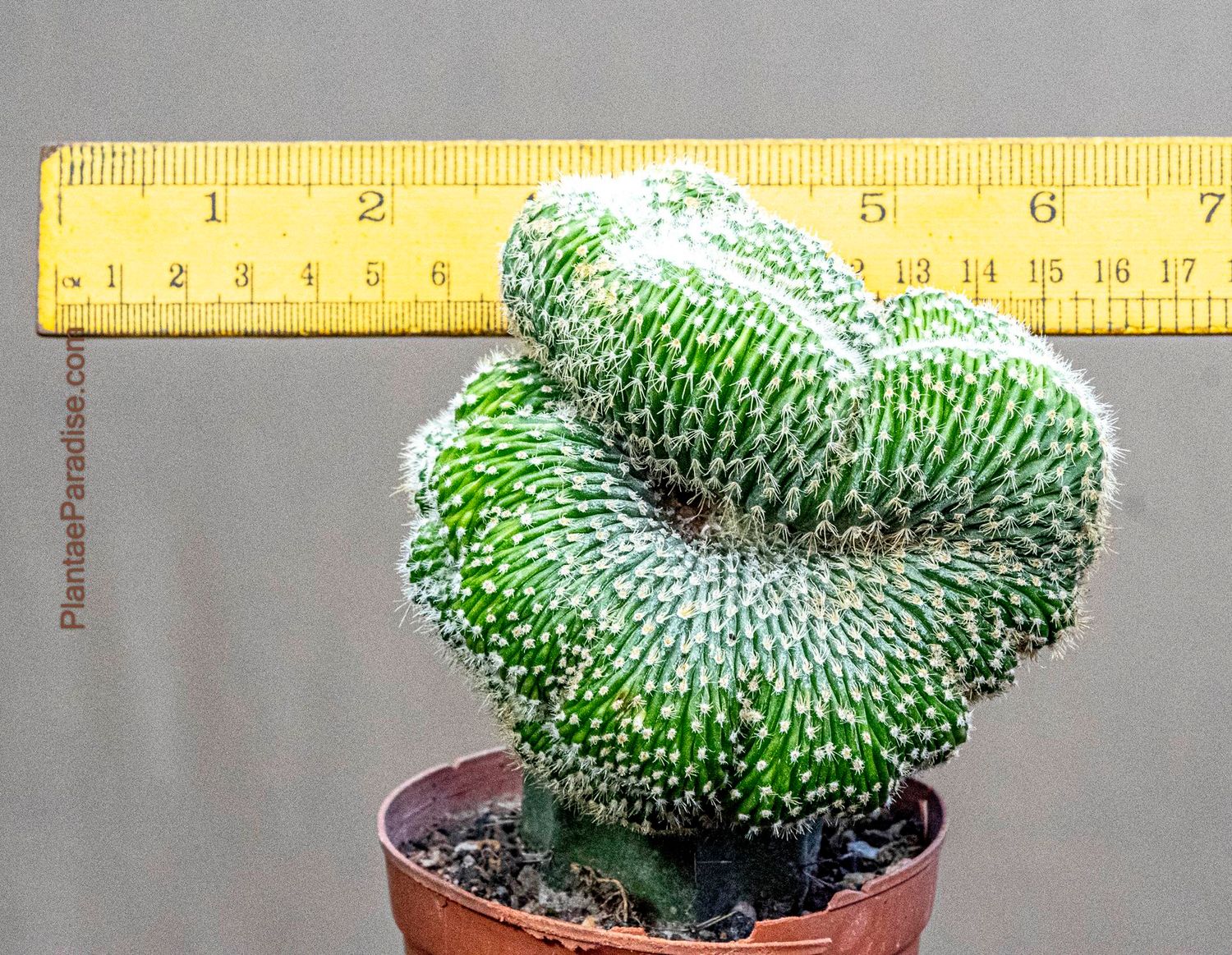 Notocactus Leninghausii Crest