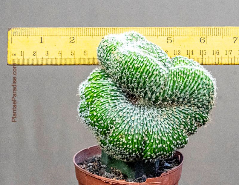 Notocactus Leninghausii Crest