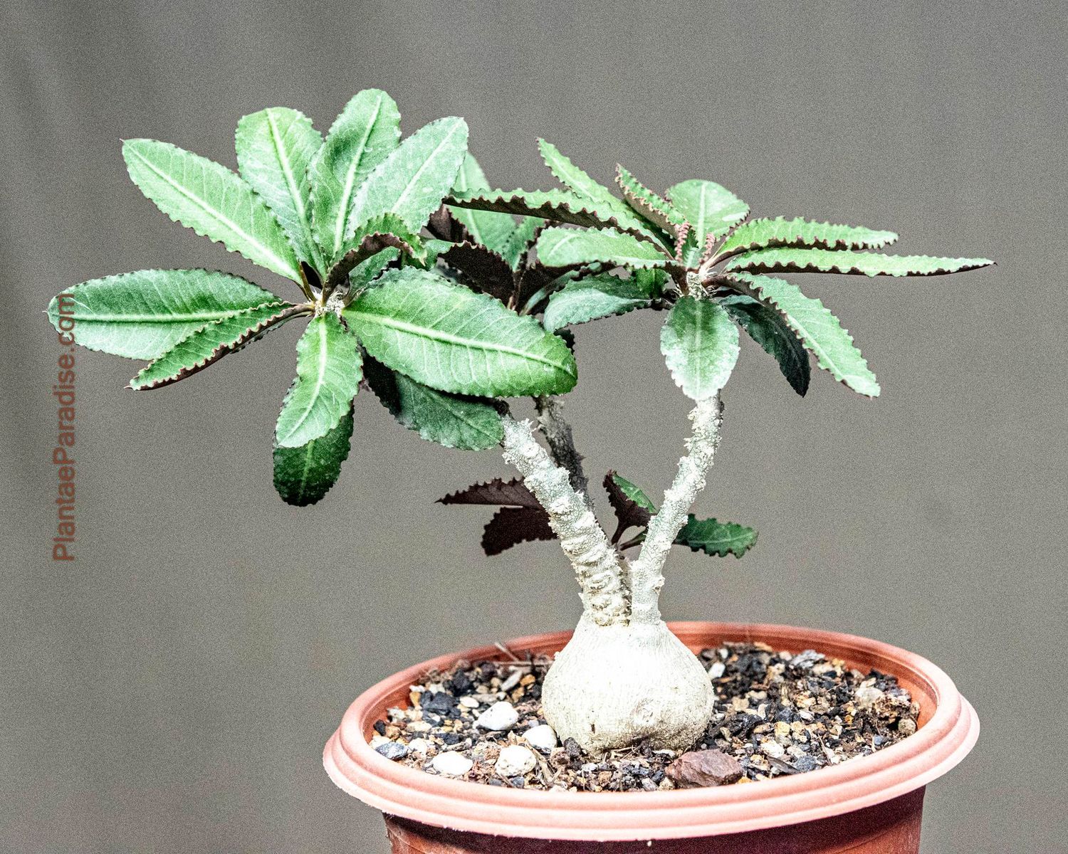 Euphorbia suzannae-marnierae