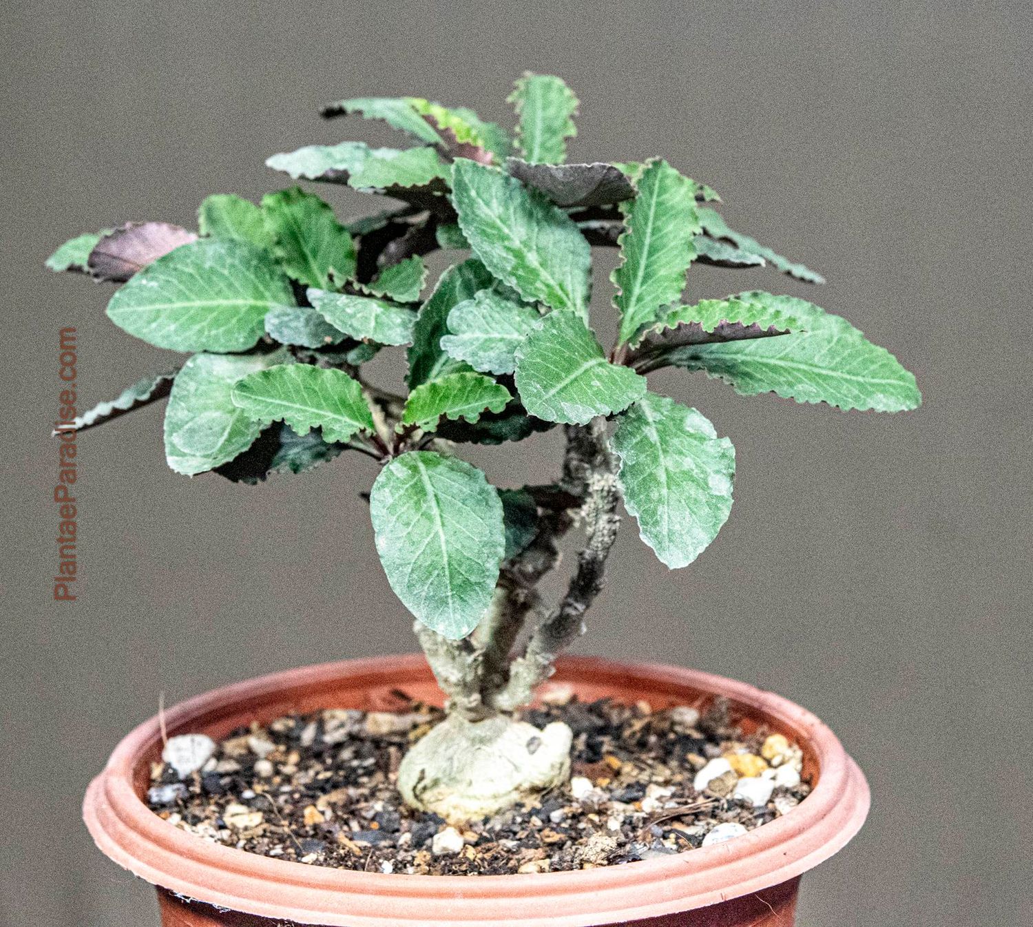 Euphorbia suzannae-marnierae