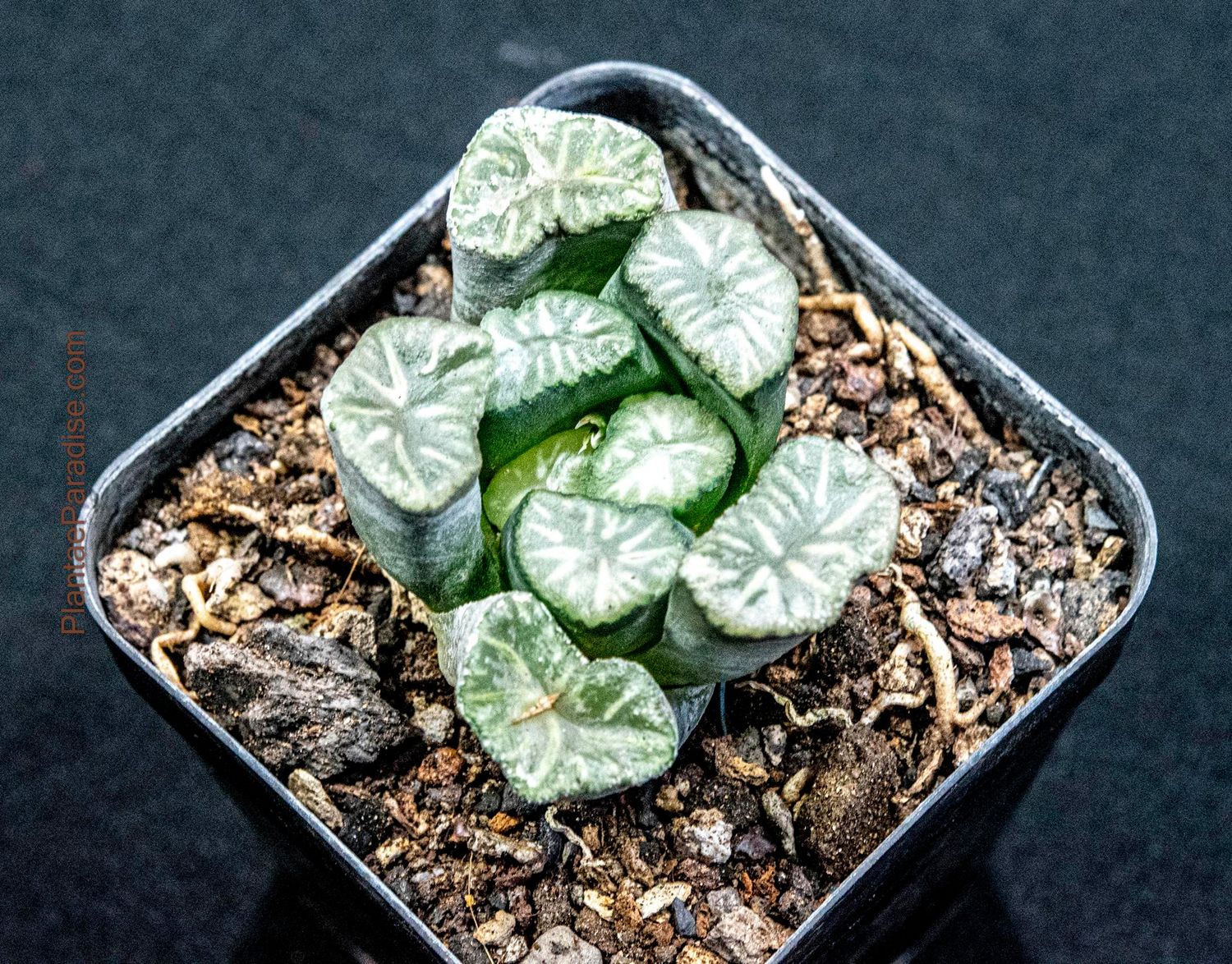 Haworthia truncata var. maughanii Haworthia truncata var. maughanii
