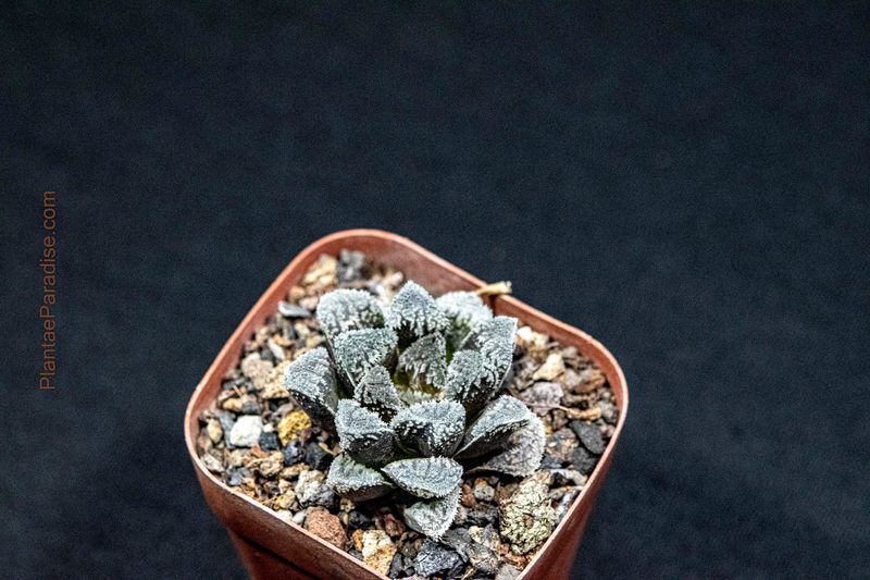 Haworthia 'SnowRabbit' Haworthia 'SnowRabbit'