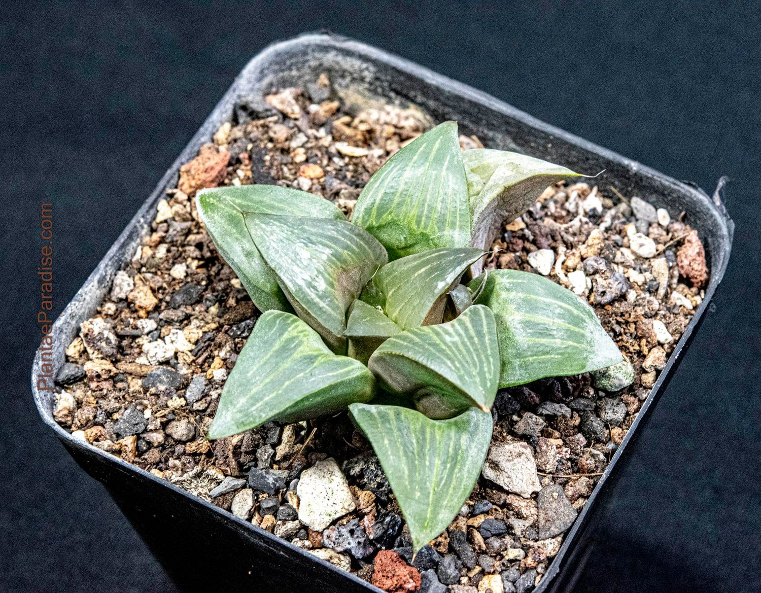 Haworthia retusa