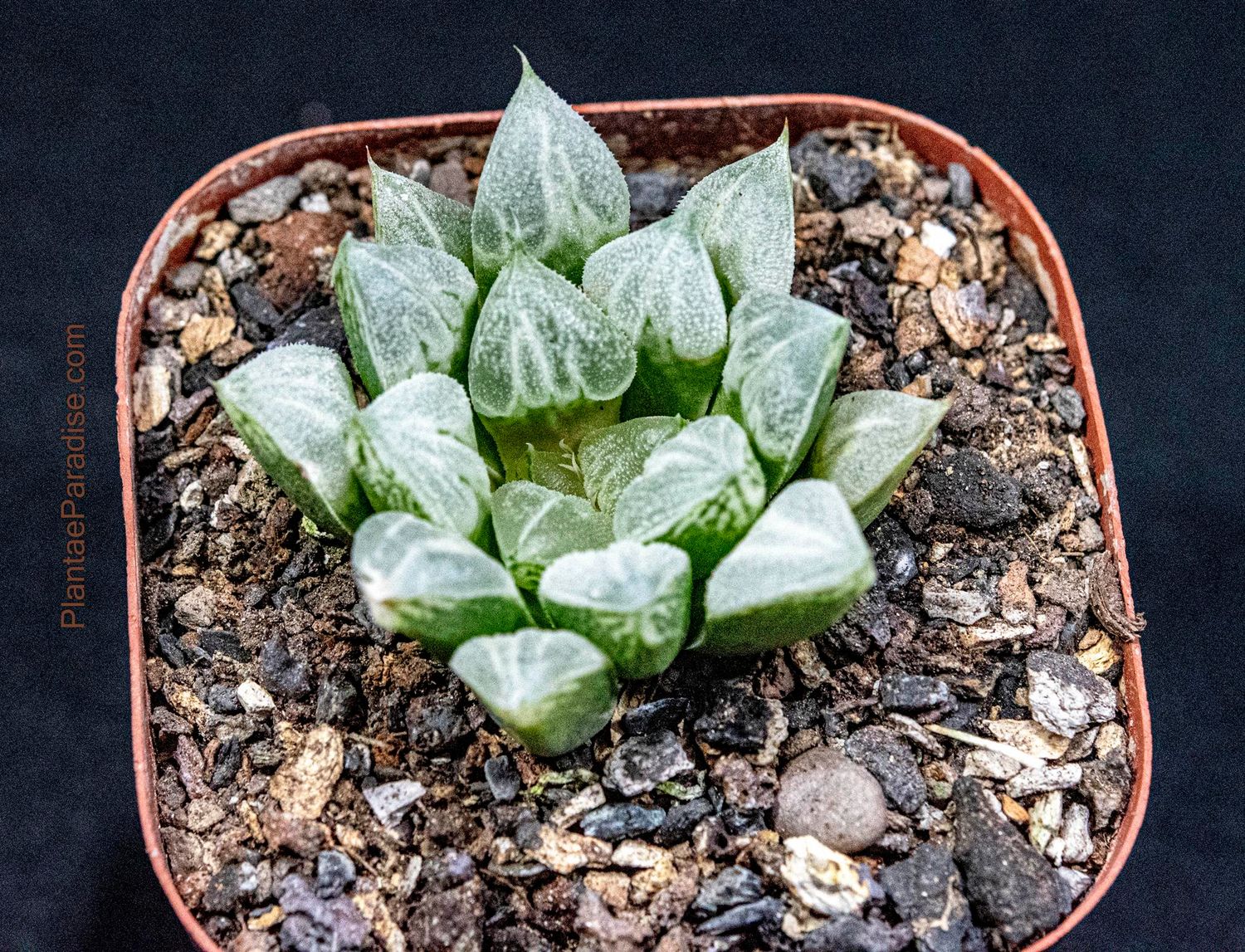 Haworthia ‘Love heart’ wimii Hyb.