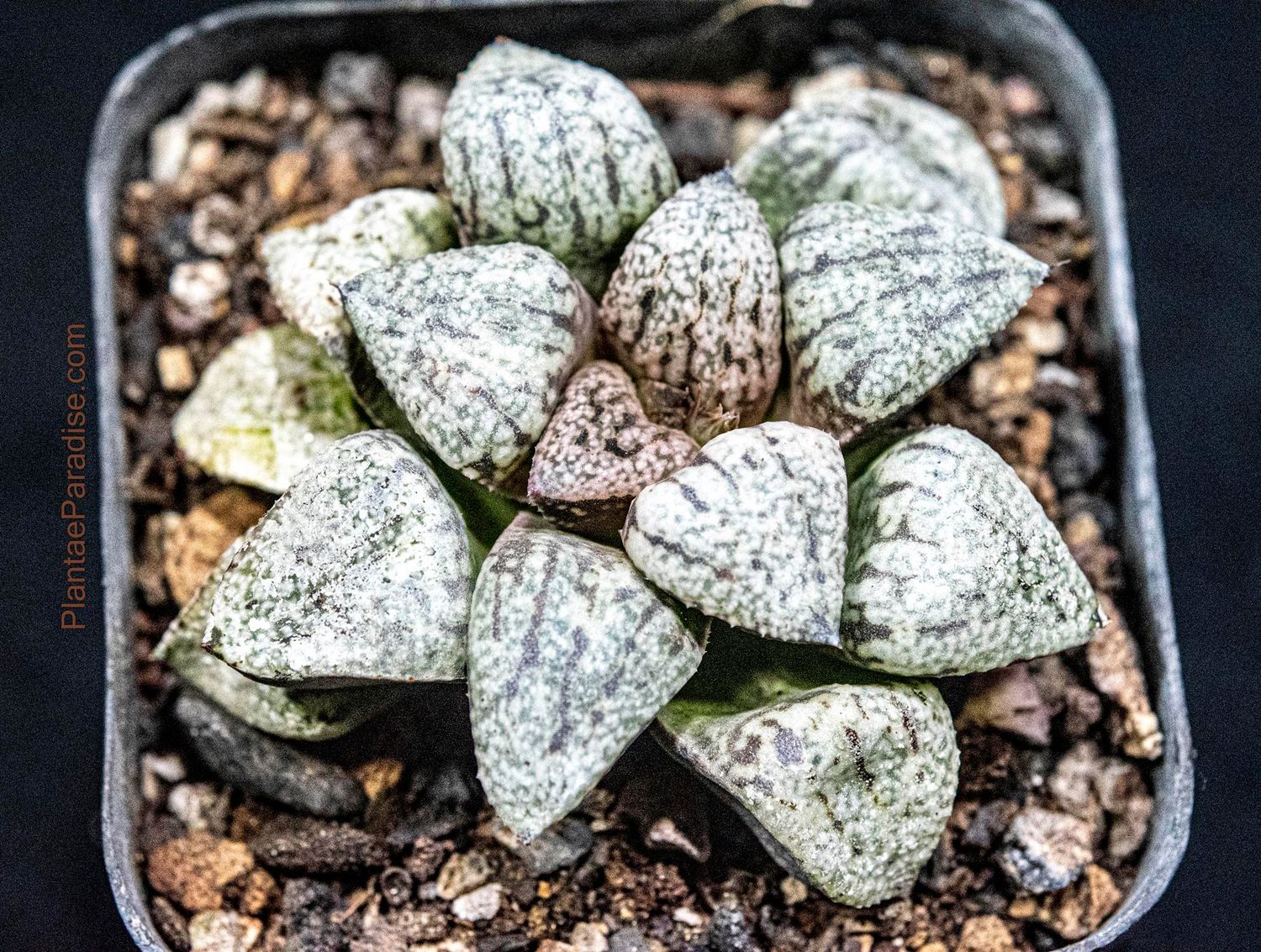 Haworthia picta
