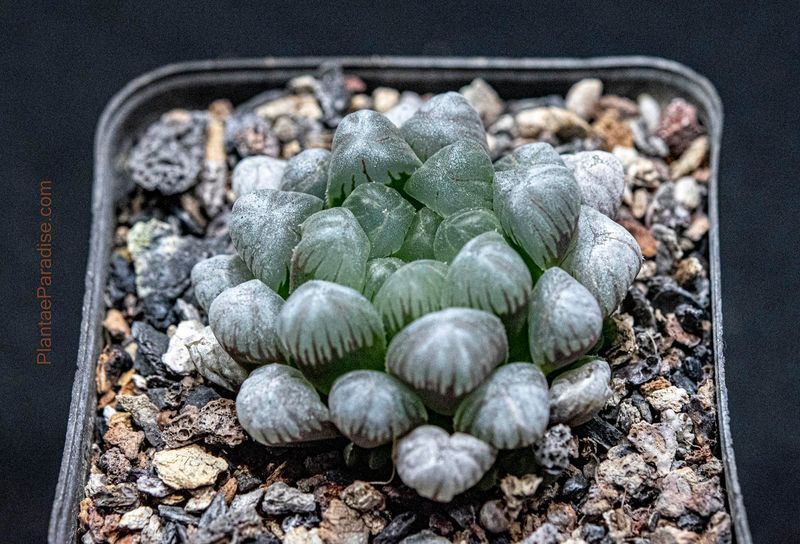 Haworthia cooperi v. truncata Haworthia cooperi v. truncata