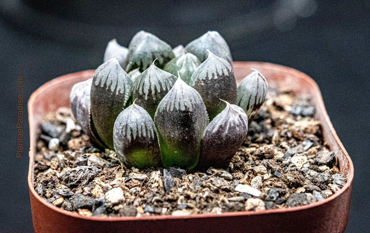 Haworthia obtusa 'Oomurasaki'