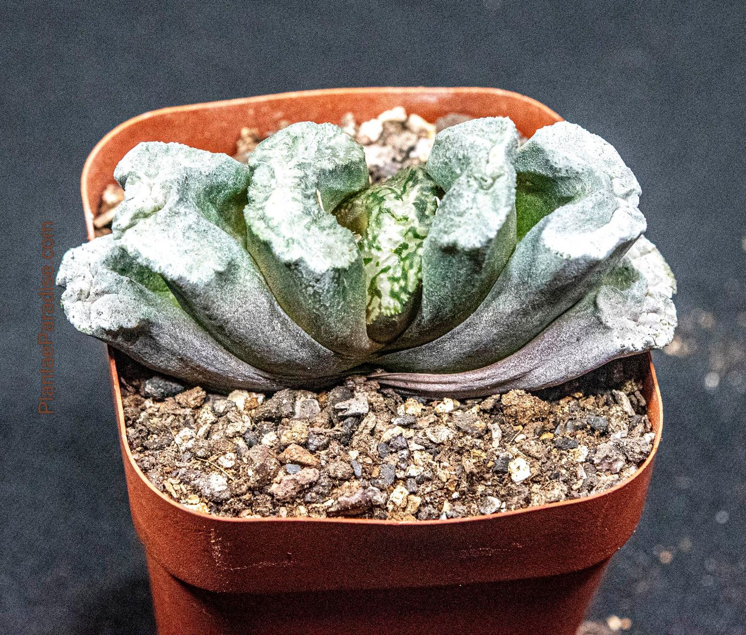 Haworthia truncata 'Daikoku'