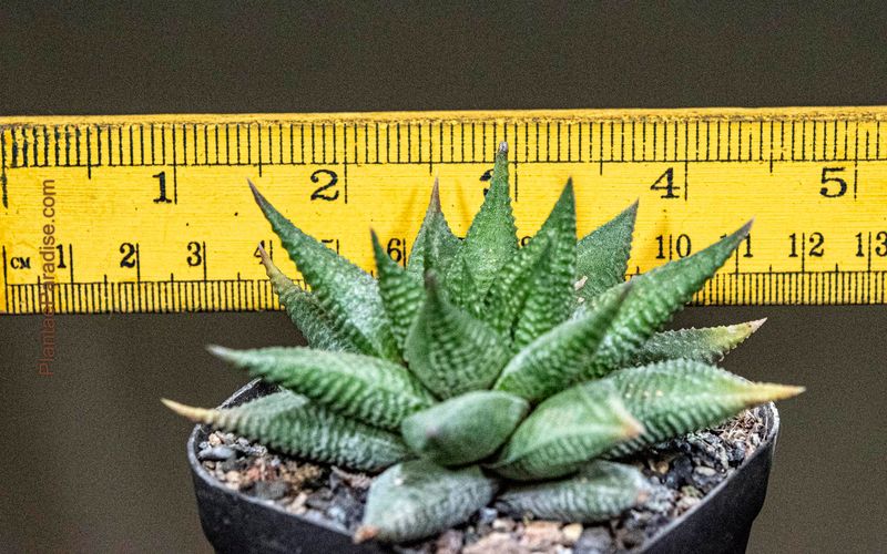 Haworthia limifolia Jewel