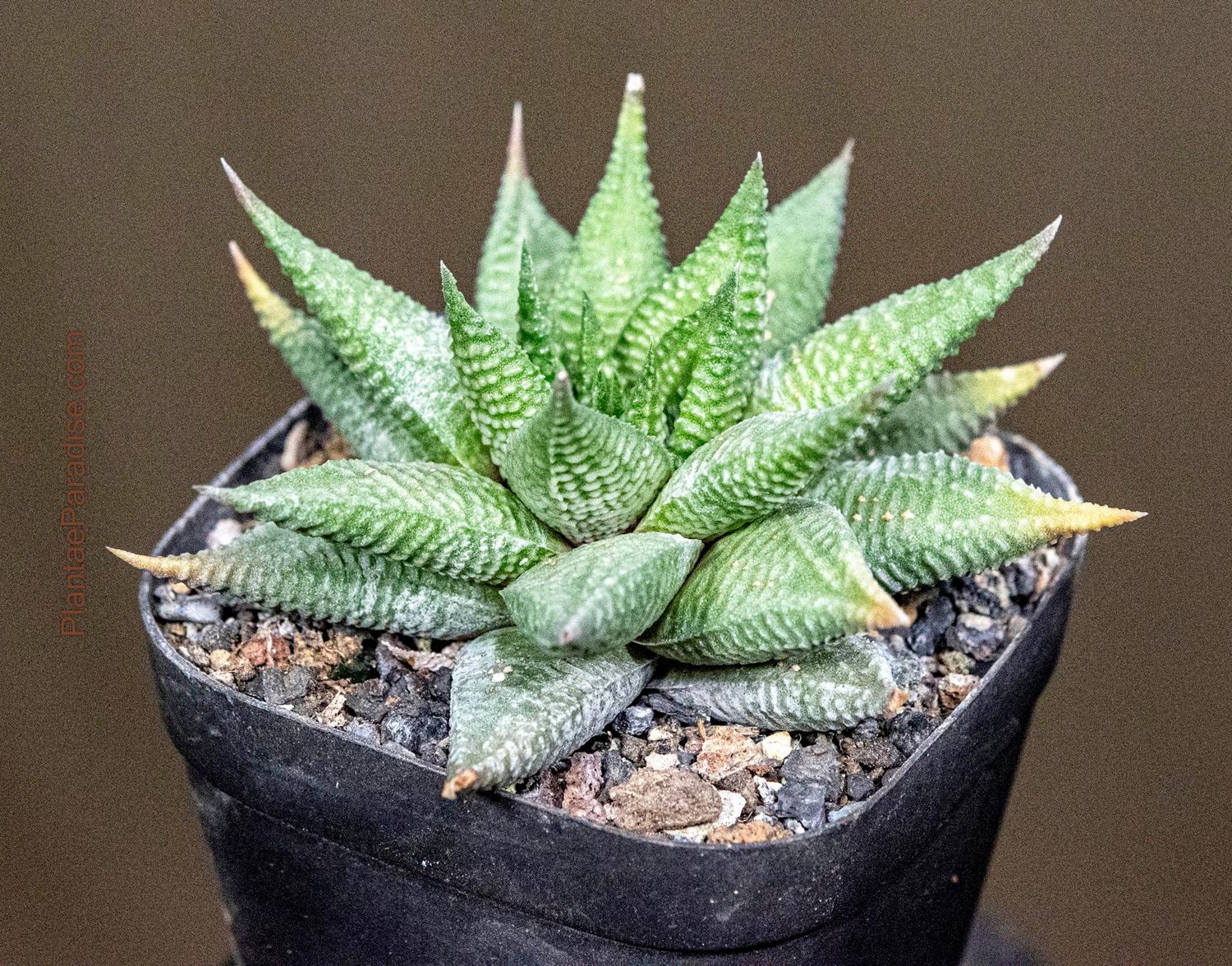 Haworthia limifolia Jewel Haworthia limifolia Jewel