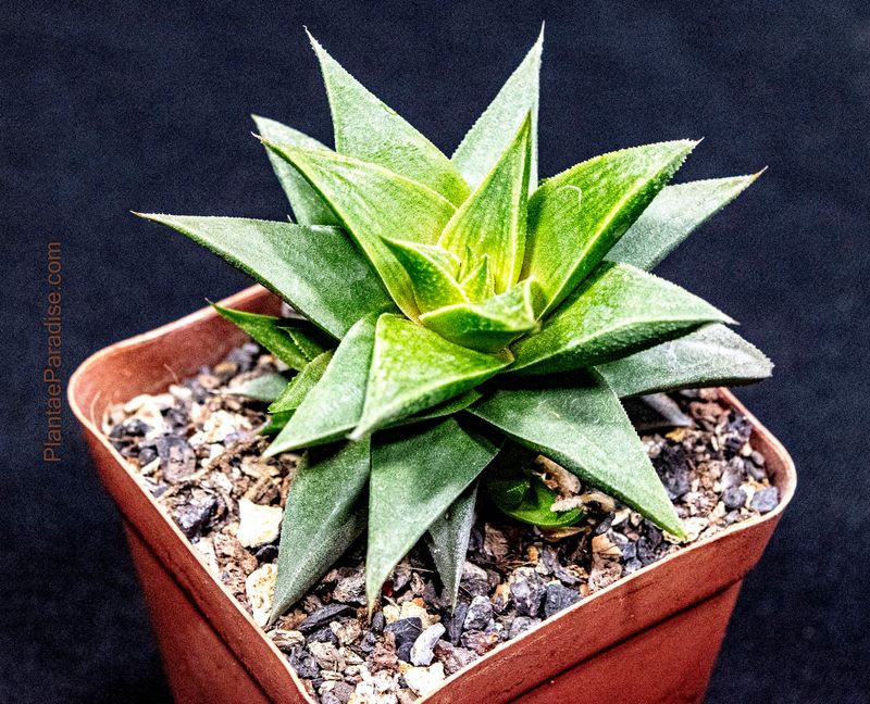 Haworthia angustifolia var. baylissii Haworthia angustifolia var. baylissii