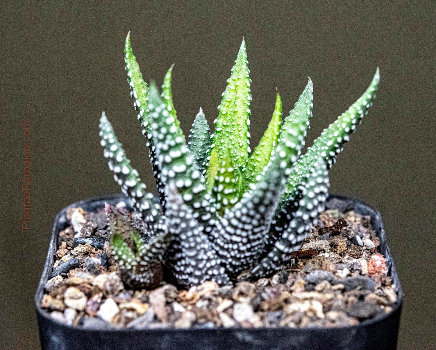 Haworthia  attenuata 'Enon'