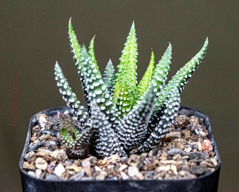 Haworthia attenuata 'Enon' Haworthia attenuata 'Enon'