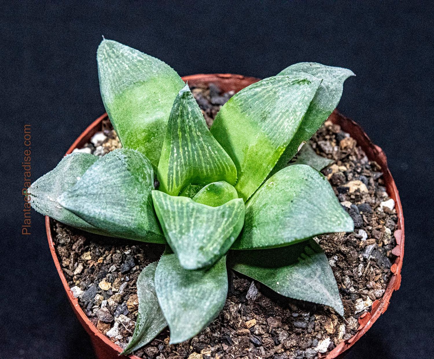 Haworthia retusa Haworthia retusa