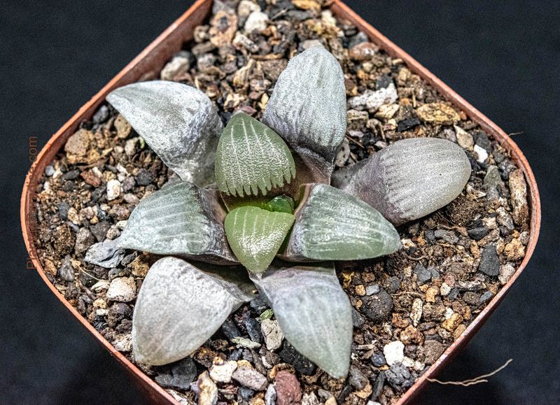 Haworthia correcta cv Circuit Board Haworthia correcta cv Circuit Board