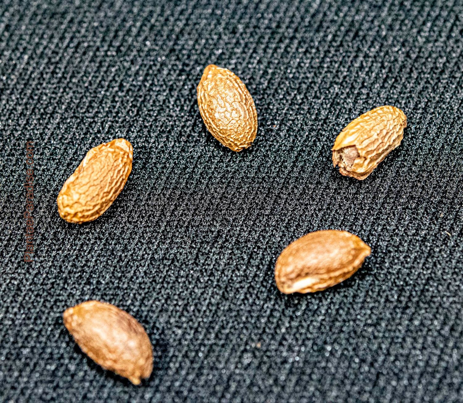 Seeds of Sterculia colorata