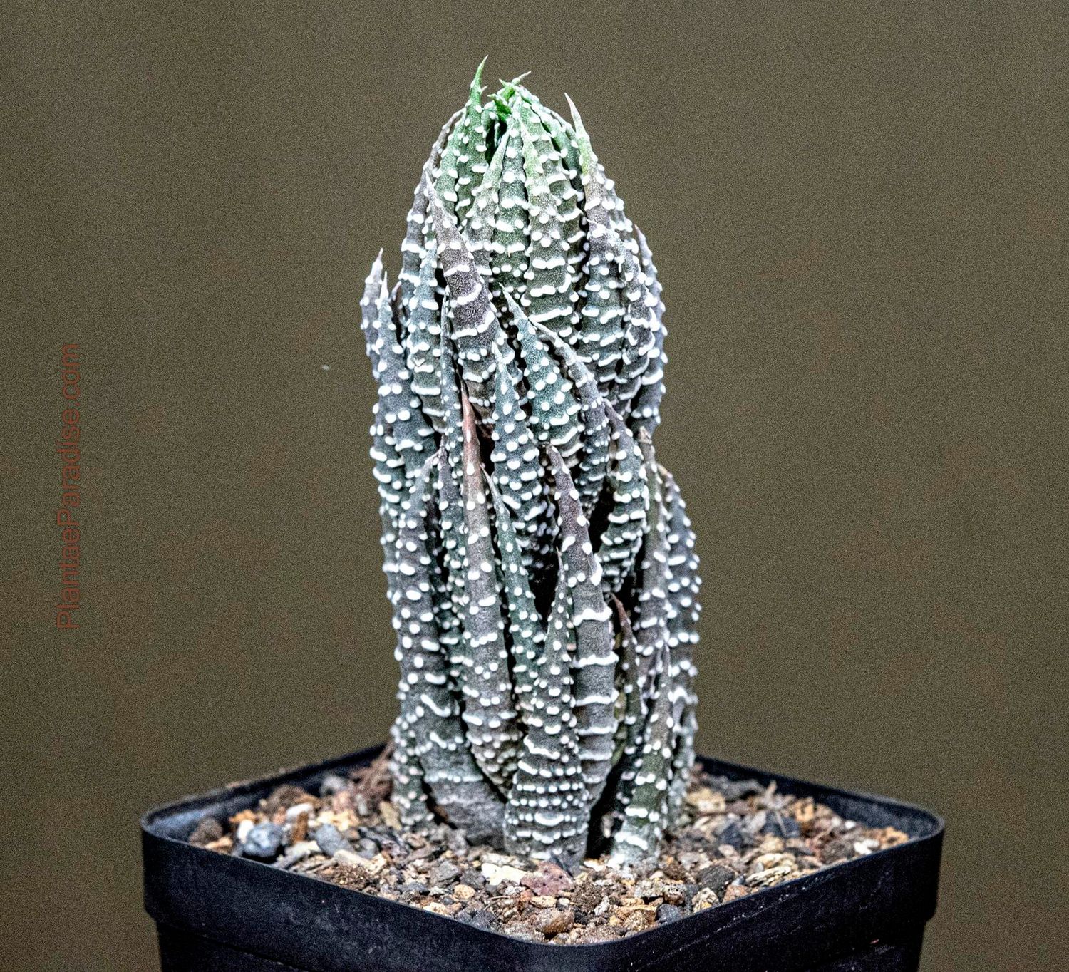 Haworthia reinwardtii var. coarctata Haworthia reinwardtii var. coarctata