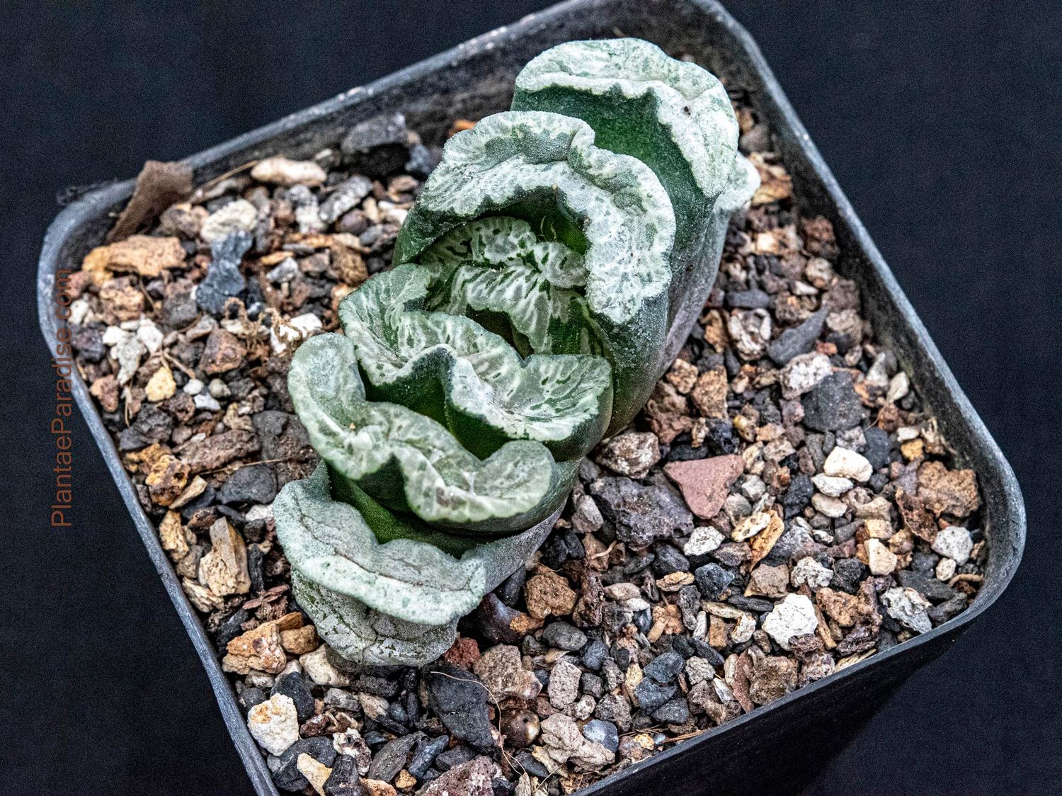 Haworthia truncata  hybrid 'Genbu' / 'Basalt'
