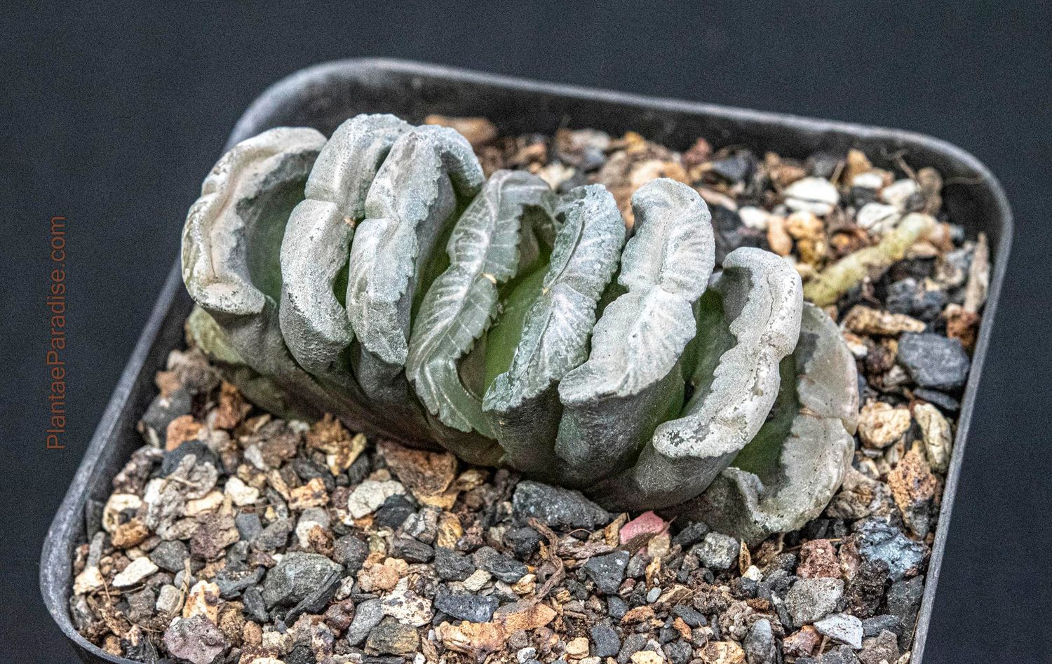 Haworthia truncata hybrid 'Dragon Thunder'