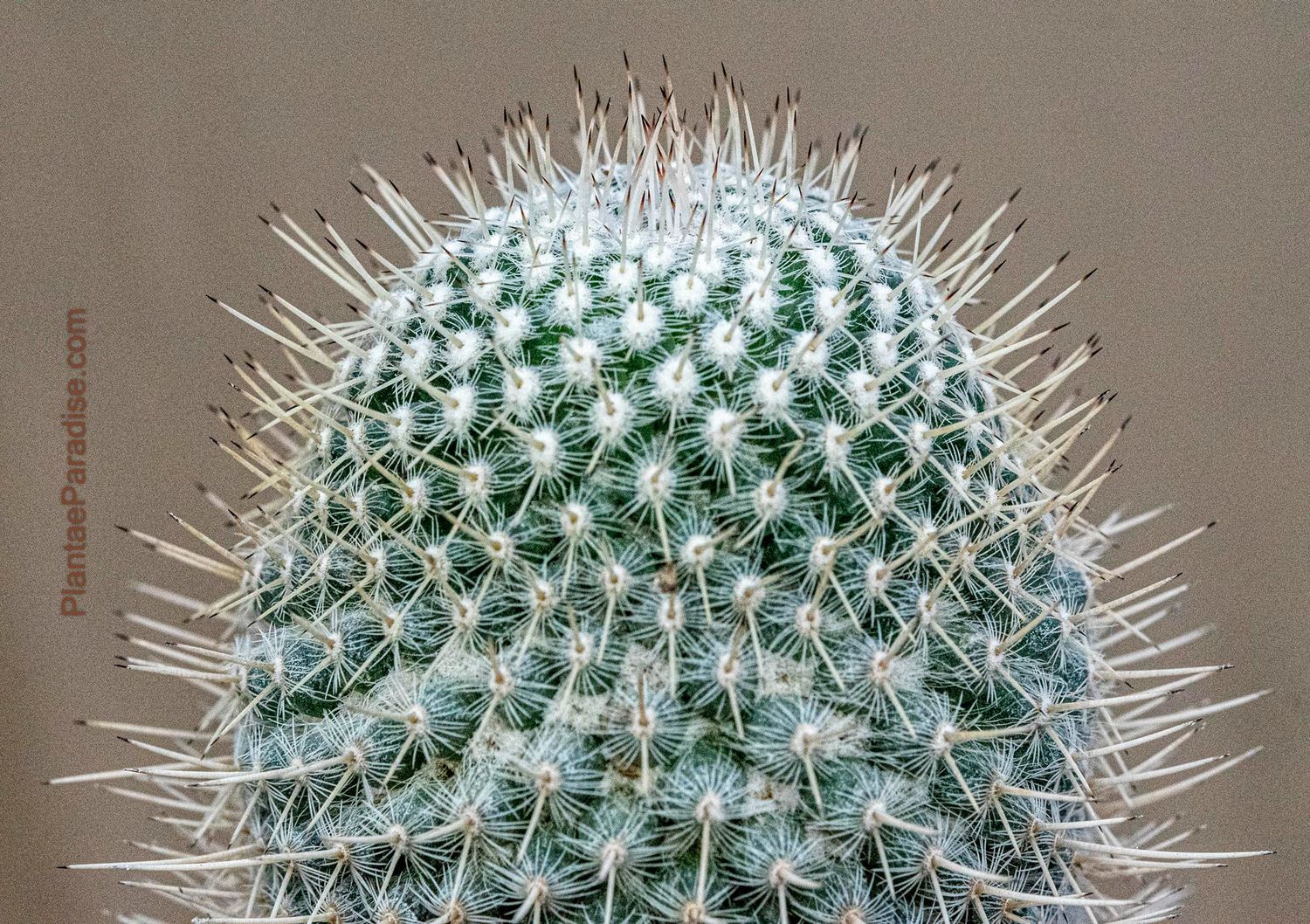 Mammillaria geminispina 'Nobilis'
