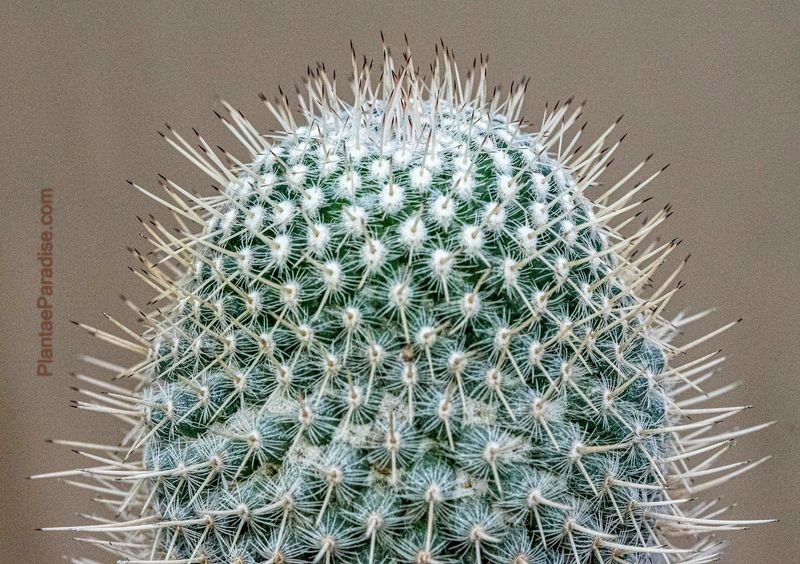 Mammillaria geminispina 'Nobilis'