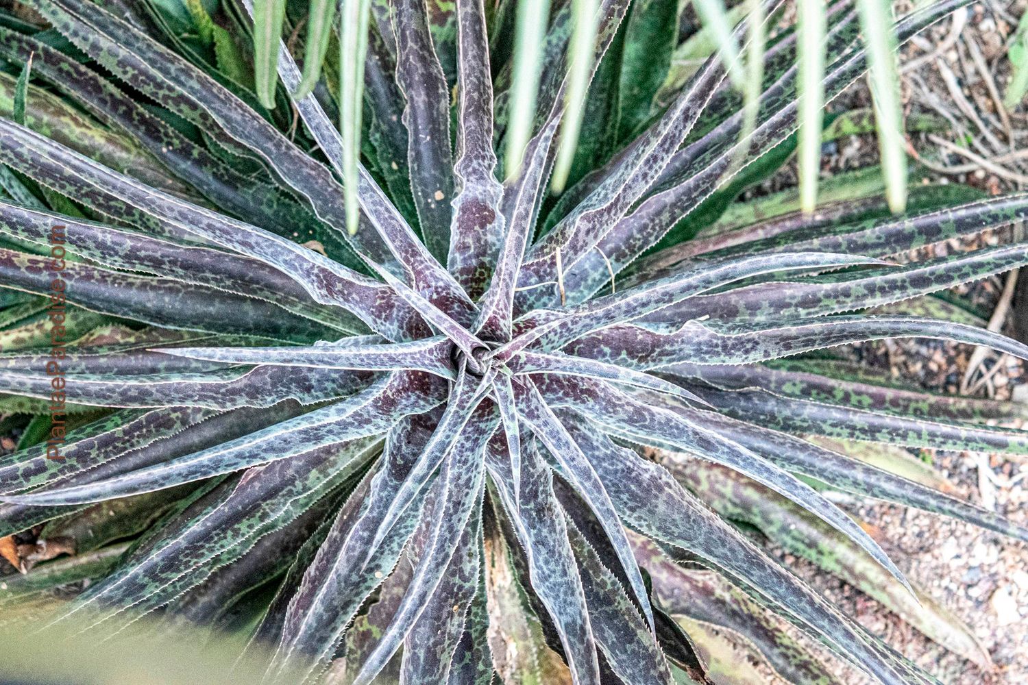 Mangave Desert Dragon Mangave Desert Dragon