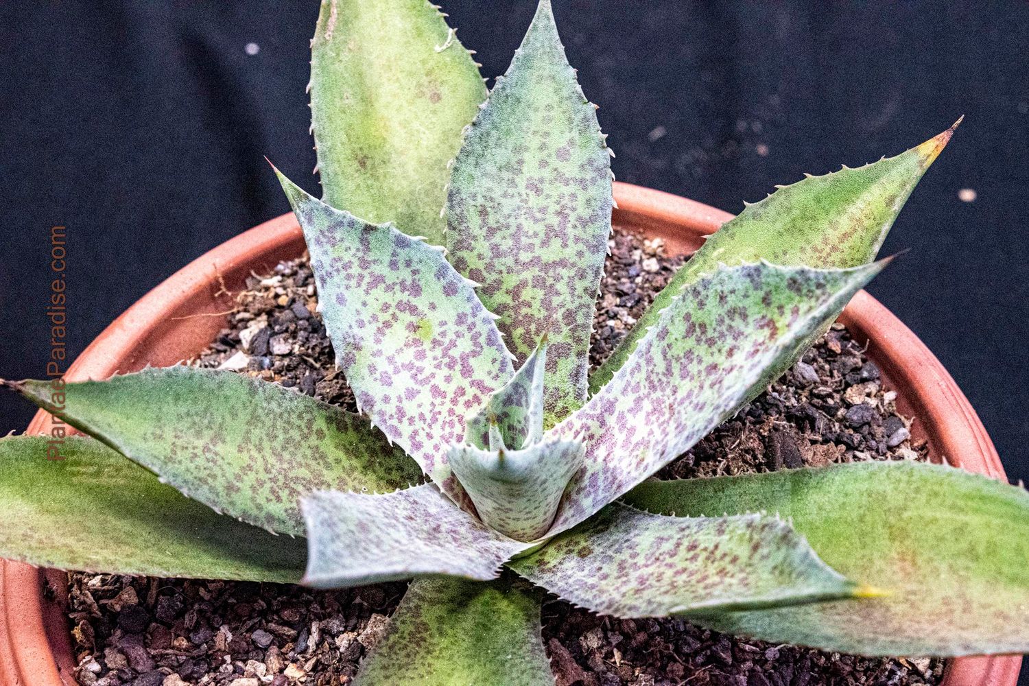 Mangave Sponge Paint Mangave Sponge Paint