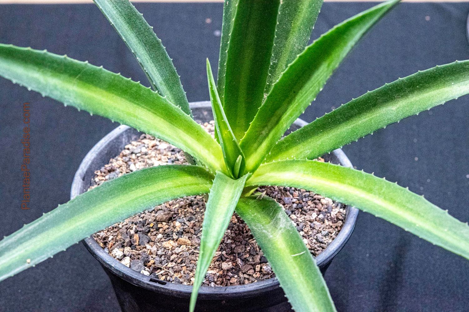 Mangave Shadow Waltz