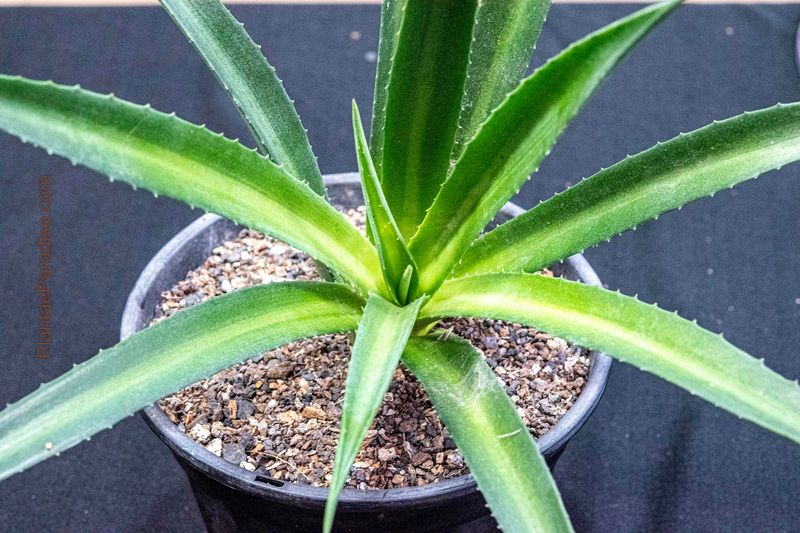 Mangave Shadow Waltz Mangave Shadow Waltz