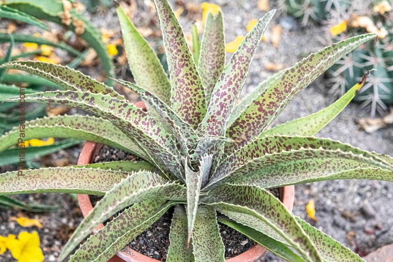 Mangave Jabber Jaws Mangave Jabber Jaws