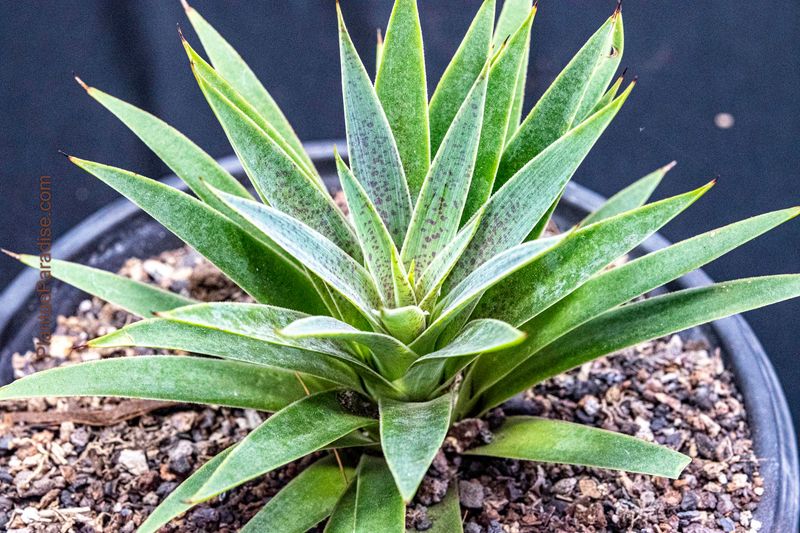 Mangave Pineapple Express Mangave Pineapple Express