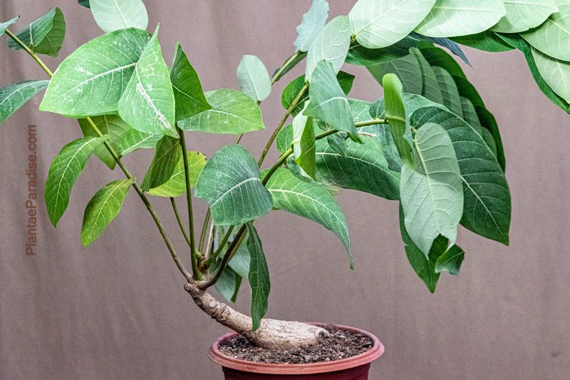 Phyllanthus mirabilis Phyllanthus mirabilis