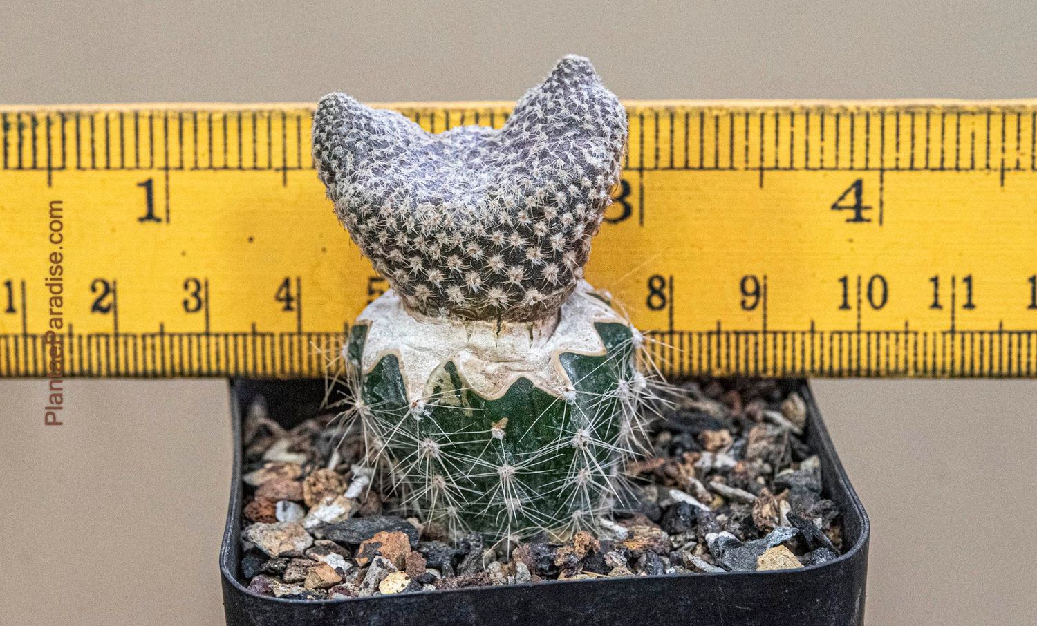 Puna clavarioides (Syn: Opuntia clavarioides)