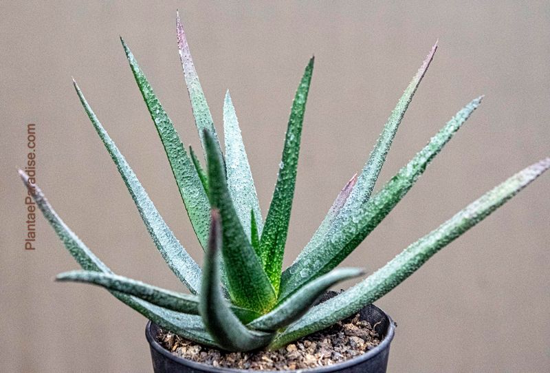 Aloe Black Beauty