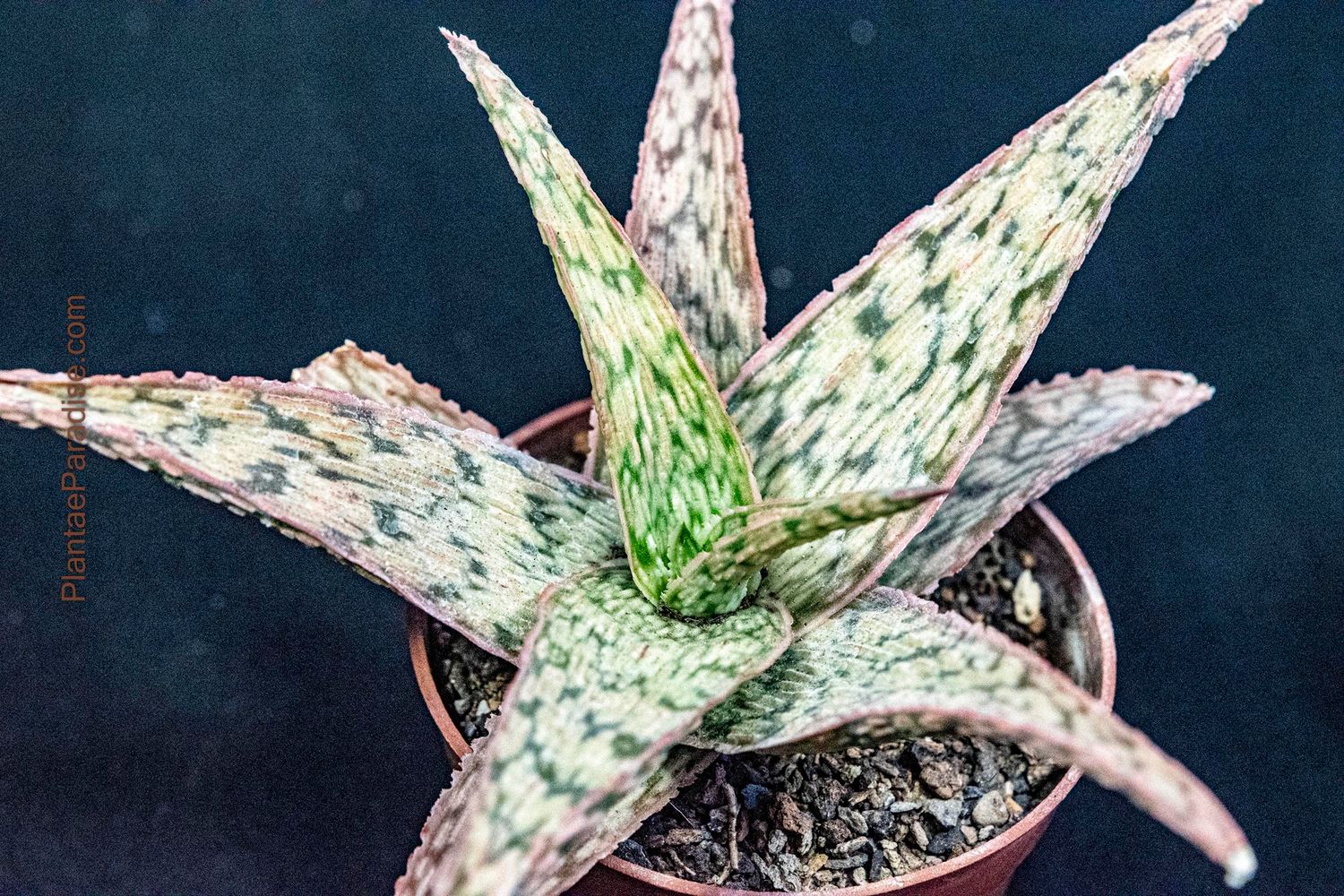 Kelly Griffin Aloe hybrid 'Sunrise' Kelly Griffin Aloe hybrid 'Sunrise'