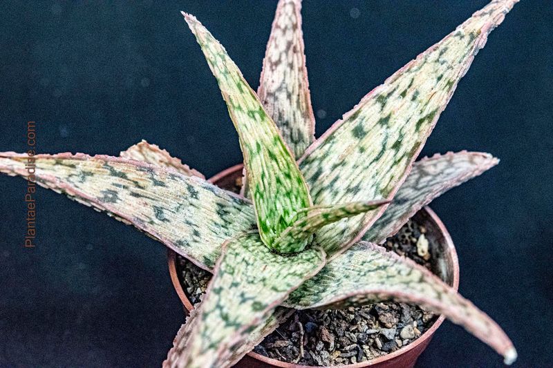 Kelly Griffin Aloe hybrid 'Sunrise' Kelly Griffin Aloe hybrid 'Sunrise'